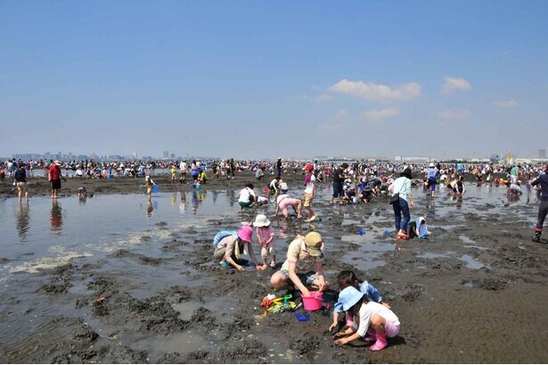初夏の砂浜で潮干狩り、千葉県のふなばし三番瀬海浜公園で「潮干狩り」が開催