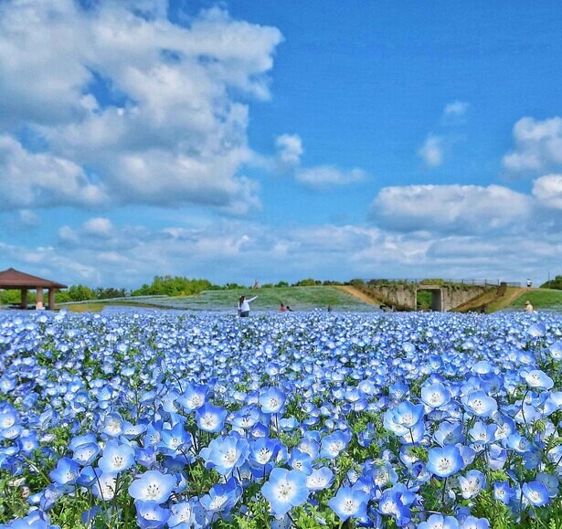 福岡に春を告げる花の祭典！福岡県福岡市の国営海の中道海浜公園で「海の中道フラワーピクニック2021」が開催中