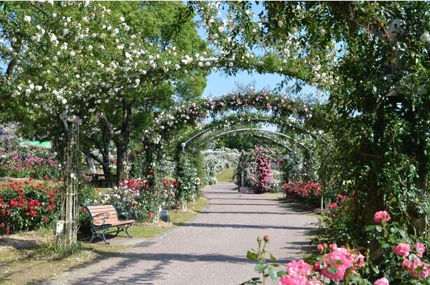 色鮮やかなバラが咲き誇る、鹿児島県鹿屋市のかのやばら園で「かのやばら祭り 2021 春」が開催