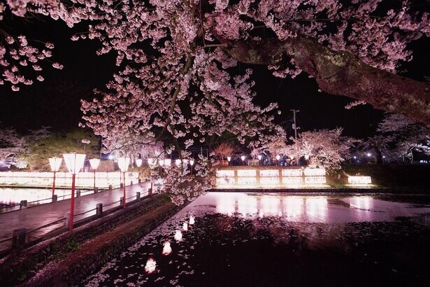 約300本の夜桜が見どころ、山形県新庄市で「新庄春まつり」が開催中
