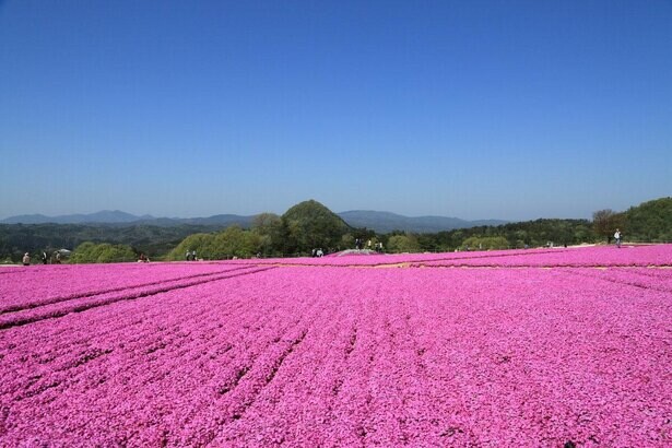 ピンクとブルーの絨毯は必見、広島県世羅町の「Flower village 花夢の里」の芝桜とネモフィラはいつが見頃？