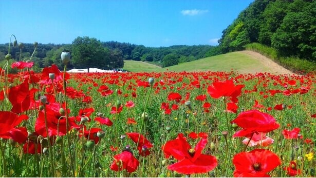 約20万本の真っ赤な花が咲き誇る、埼玉県滑川町の国営武蔵丘陵森林公園でシャーレーポピーが見頃