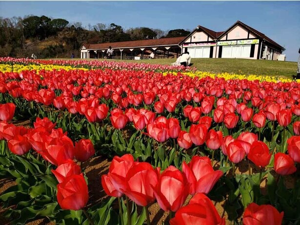 美しい花々が咲き誇る、千葉県袖ケ浦市の東京ドイツ村でポピーやバラが見頃