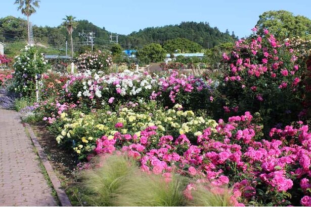 春のバラが咲き誇る、宮崎県宮崎市のこどものくにで「春のバラまつり」開催