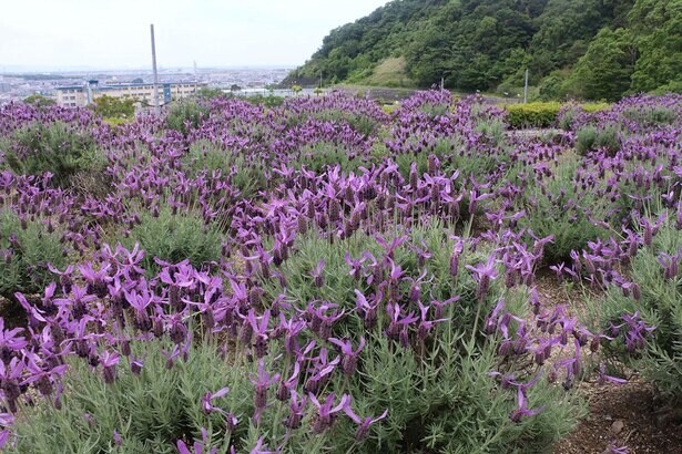 自然のハーブの香りに癒やされよう、和歌山県和歌山市の「西庄ふれあいの郷 ハーブ園」のハーブはいつが見頃？