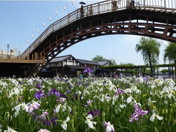 一面に咲き誇るあやめを愛でる、茨城県潮来市で「第70回水郷潮来あやめまつり」が開催