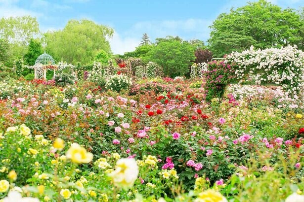 1万株のバラが咲き誇る！千葉県八千代市の京成バラ園で「It's so in Bloom！」が開催中
