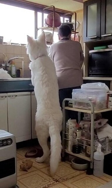 生後五カ月の仔犬が大きすぎると話題に！台所の立ち姿がまさに人間サイズ