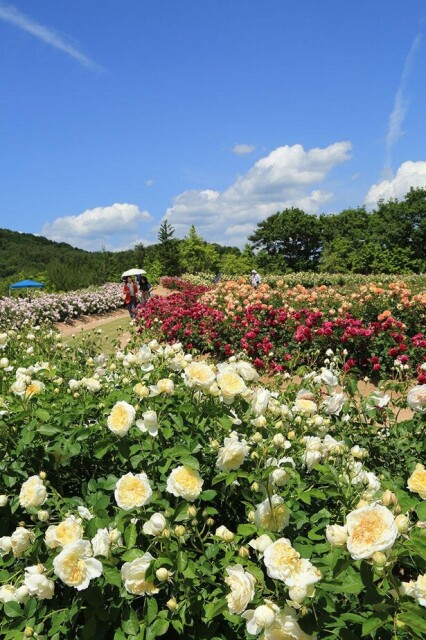 華麗に咲くバラの世界を堪能、広島県世羅町で「ローズフェスタ」開催