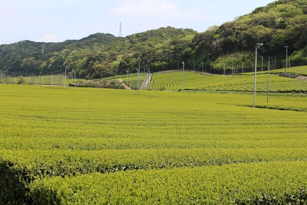 中田英寿がシェアしたい“日本の新たな価値”「静岡で最古のお茶の産地、袋井市から発信する新たな日本茶文化『安間製茶』」