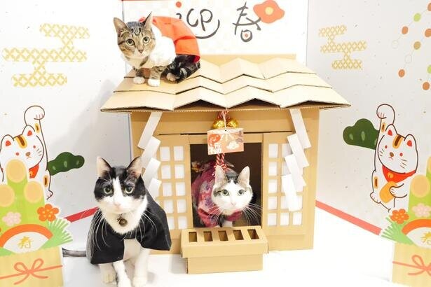 我が家のネコが神様に！ネコ下僕の紙器設計士が作った「ネコ神社ハウス」が大ヒット