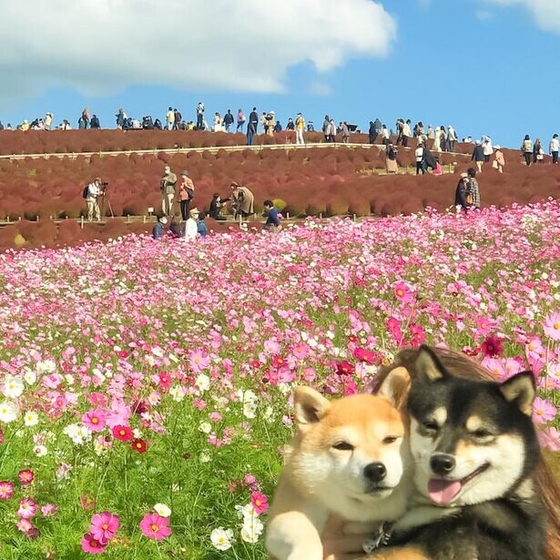 日本全国を旅する豆柴の旅行記！コキアが美しい茨城＆千葉の絶景旅