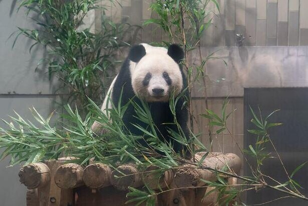 双子パンダの公開間近 上野動物園からワイルドなシャンシャンや黄昏れるリーリーの写真をお届け コラム 緑のgoo