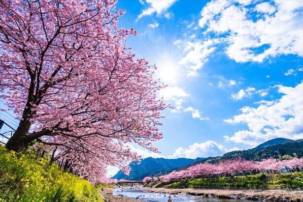 「河津桜」とは？伊豆の早咲き桜の特徴や2022年の河津桜まつりの開催情報をチェック