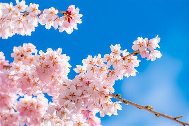 桜の花言葉、知ってる？種類ごとにも異なる花言葉とその由来や意味を解説