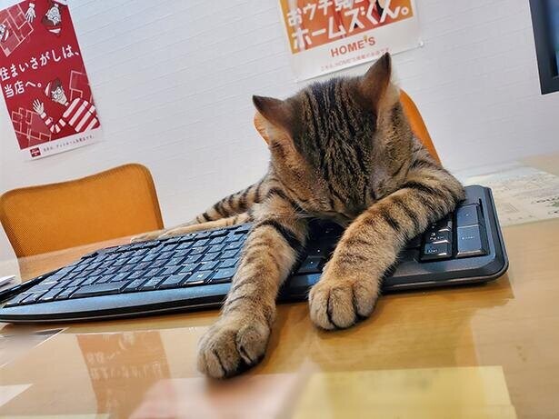 「もう働けニャイ…」遊び疲れた猫がパソコンに突っ伏す姿がたまらん～!!可愛すぎて罪なレベル！