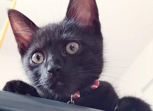 懸命な離乳食生活からミルクへと逆戻りした仔猫。超下手だった哺乳もいつしかプロ級に