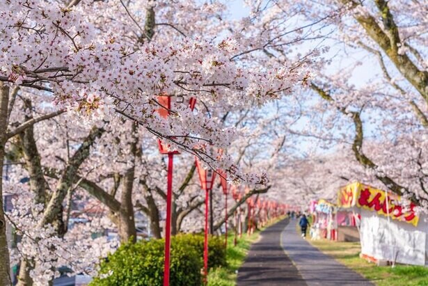 コロナ禍で3度目の桜シーズン、お花見の予定「あり」が過半数に。第6波でもお花見意向は増加