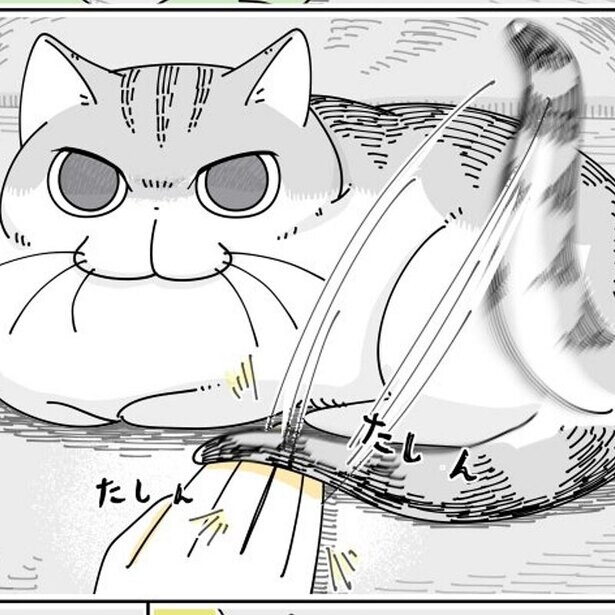 【漫画】「怒ってらっしゃる…？」愛猫のしっぽの下に手を入れたら…　「ぽんぽんたまらん」「ツンデレ好き」と自慢合戦に