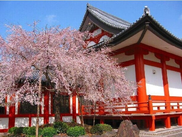 今週末(3月26・27日)の桜見頃はここ！全国のまもなく見頃を迎えるお花見名所ガイド