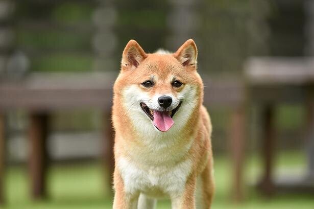 22年アンケート調査 好きな犬種ランキングを発表 柴犬を抑え 飼っている犬種 の第1位は あの人気小型犬 だった コラム 緑のgoo
