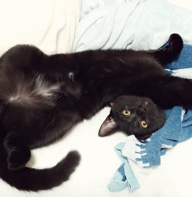 【仔猫を拾ったので】去勢手術…。そんな事は露知らずキャリー内で爆睡する黒猫