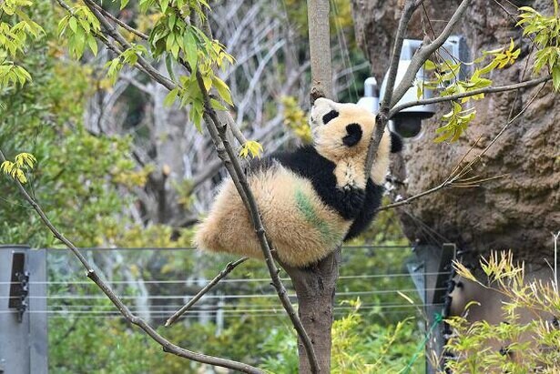 【パンダWalker】双子パンダの寝姿がかわい過ぎる！「上野動物園」最新ショットを一挙公開