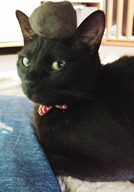 【仔猫を拾ったので】黒猫を枕に眠るキジトラを見て、飼い主「来世は家猫になりたい」