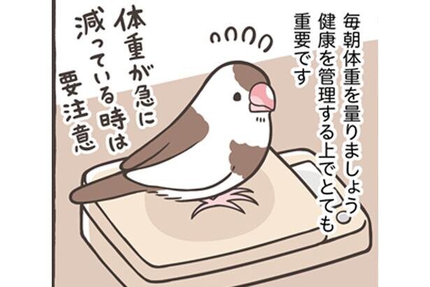 【漫画】元気がないのに食べるふりをする小鳥。だからこそ毎日の体重測定が超重要！／トリ扱い説明書