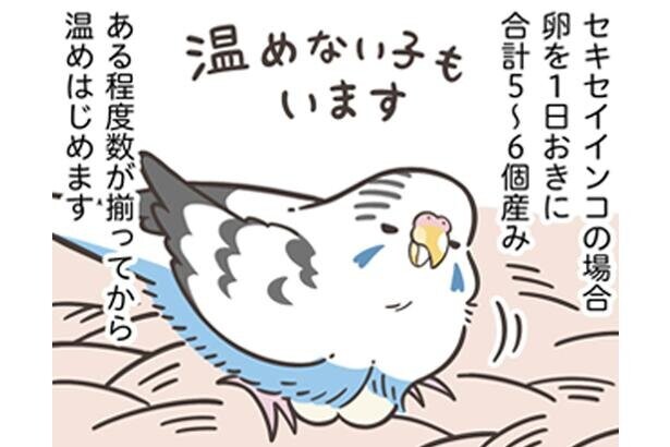 【漫画】鳥さんの体に大きな負担がかかる産卵。健康と長生きのために、発情の抑制はマスト！／トリ扱い説明書