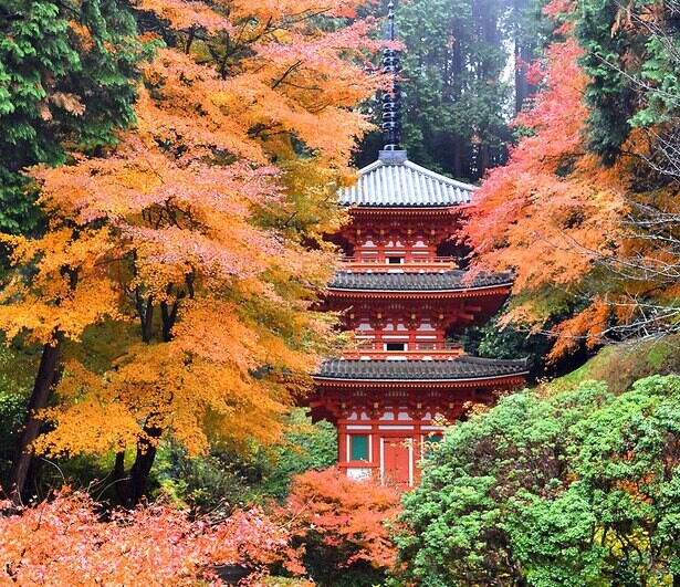京都の紅葉はいつが見頃？美しい紅葉が見られるおすすめスポットもチェック！