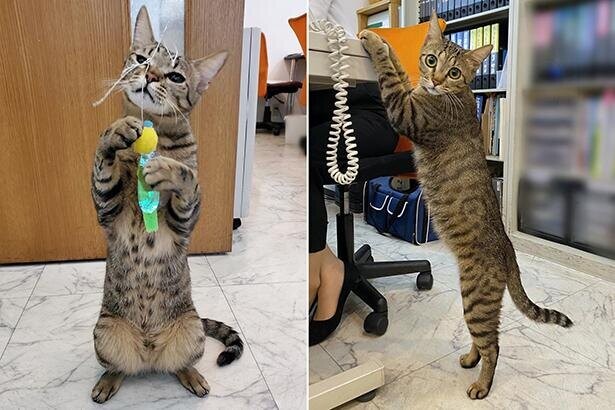「何かあるかニャ〜？」不動産店のオフィスに出勤する猫たちの“直立姿勢”が可愛すぎる！