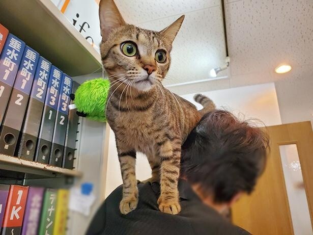 「遊んでほしいニャ〜」肩に乗るのは甘えたい合図!?不動産店に出勤するフリーダムな猫たちがかわいすぎ!!