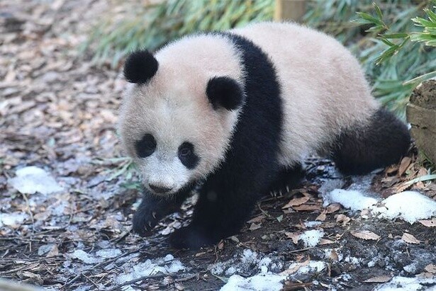 上野動物園のパンダ・シャンシャンにありがとう！おてんばショットを一挙公開
