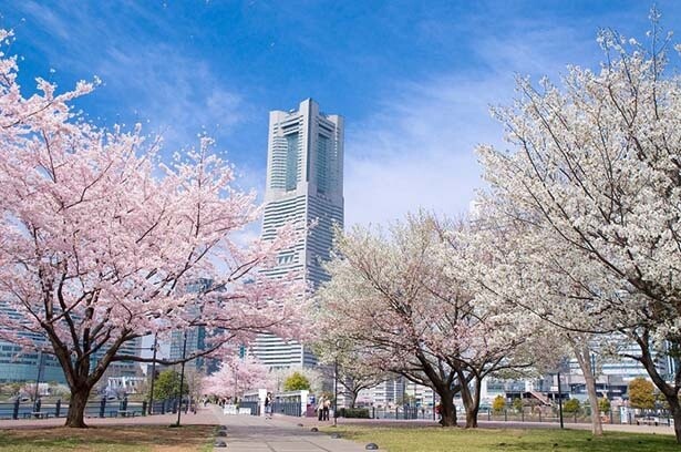 【2023年】神奈川・横浜で人気の桜スポット20選！異国情緒漂う街で、美しい桜を堪能しよう