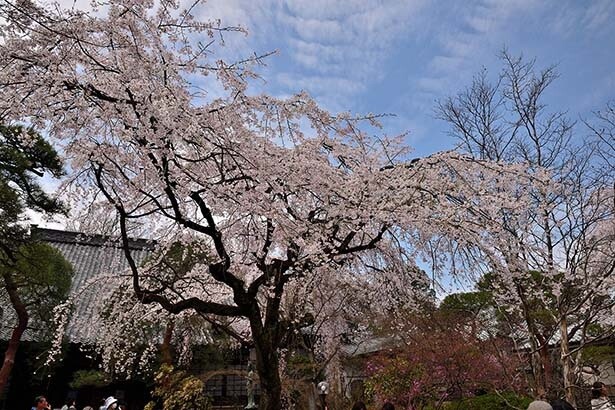 【2023年】埼玉・川越の人気桜スポット9選！公園や寺院など、情緒あふれるお花見スポットを紹介