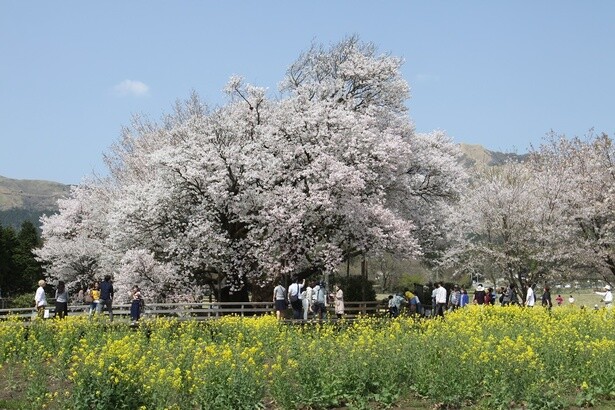 【2023年】全国の桜スポット人気ランキング！日本屈指の人気スポットで満開の桜を満喫しよう