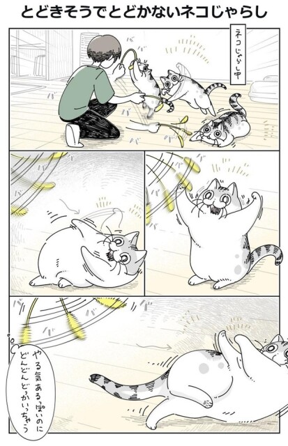 【ネコ漫画】「とどきそうでとどかないネコじゃらし」／キュルZ
