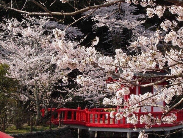 今週末(3月25・26日)の桜見頃はここ！東・西日本のまもなく見頃を迎えるお花見名所ガイド