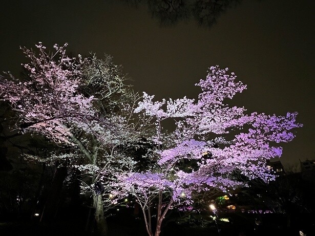 急げ！花の命は短い！八芳園の日本庭園で桜と桜グルメを楽しむ