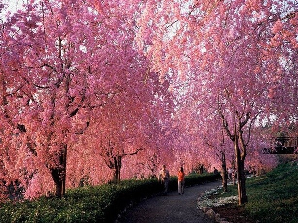 今週末(4月1・2日)の桜見頃はここ！東・西日本で見頃のお花見名所ガイド