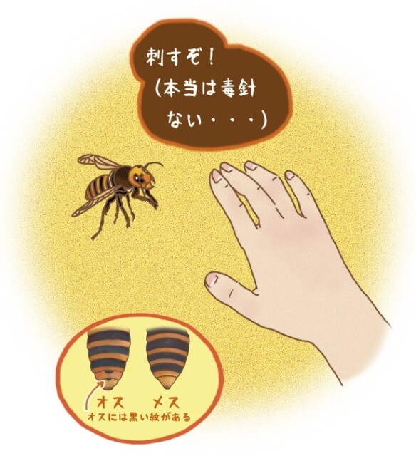 昆虫ハンター・牧田習が解説するオドロキの昆虫雑学！オオスズメバチのオスは毒針がないのに、あるフリをする