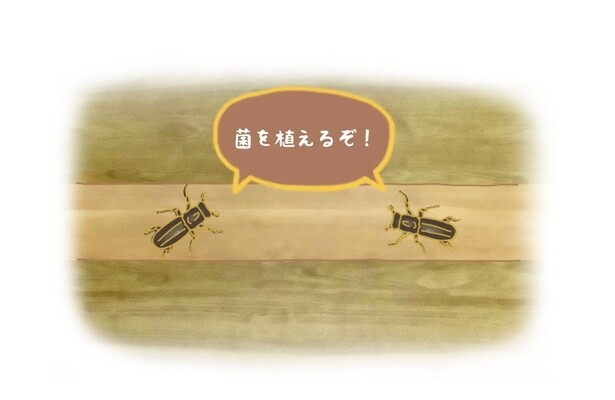 昆虫ハンター・牧田習が解説するオドロキの昆虫雑学！カシノナガキクイムシは農業をする