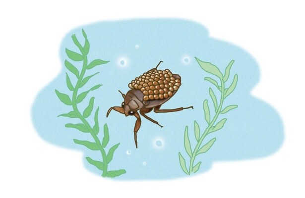昆虫ハンター・牧田習が解説するオドロキの昆虫雑学！コオイムシは背中に大量の子どもたちを背負う