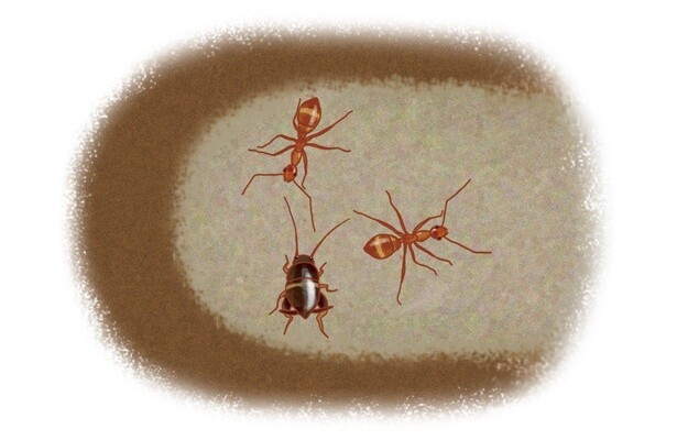 昆虫ハンター・牧田習が解説するオドロキの昆虫雑学！アリヅカコオロギはアリの巣に居候する
