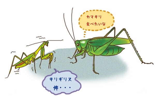 昆虫ハンター・牧田習が解説するオドロキの昆虫雑学！キリギリスはカマキリを食べることがある