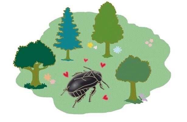 昆虫ハンター・牧田習が解説するオドロキの昆虫雑学！オオゴキブリはゴキブリなのにきれいな森でしか生きられない
