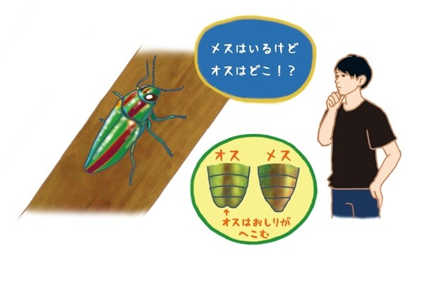 昆虫ハンター・牧田習が解説するオドロキの昆虫雑学！タマムシはオスだけ見つけるのがめちゃくちゃ難しい