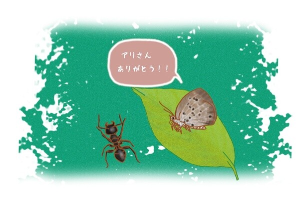 昆虫ハンター・牧田習が解説するオドロキの昆虫雑学！クロシジミはチョウだけど幼虫時代はアリに育ててもらう