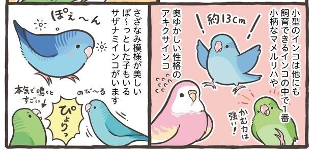 【漫画】どうやって鳥種を決める？それぞれの特徴を知って、自分に合う鳥さんをお迎えしよう！